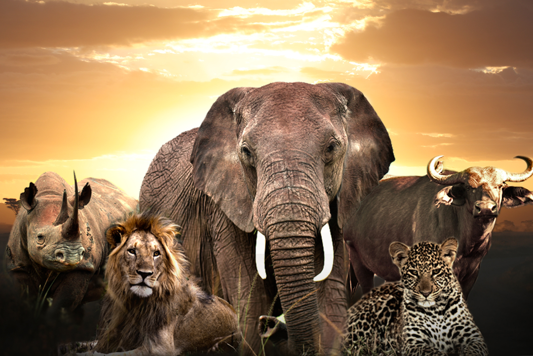 big-5-safari-uganda-must-see-wildlife-in-2025