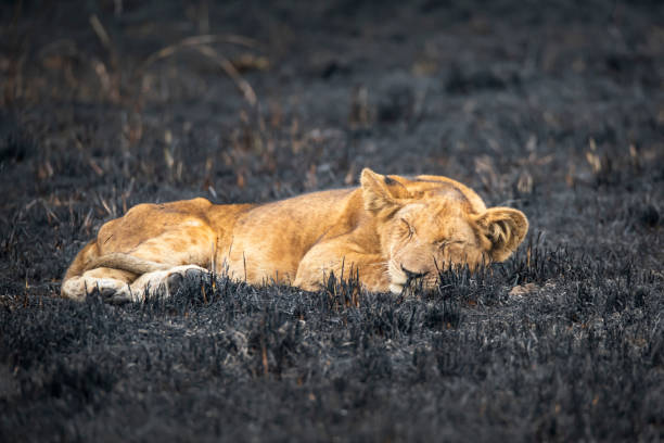 Young lion (Panthera leo) sleeps in burnt savannah of Queen Elizabeth National Park, Uganda, Wildlife Shot.