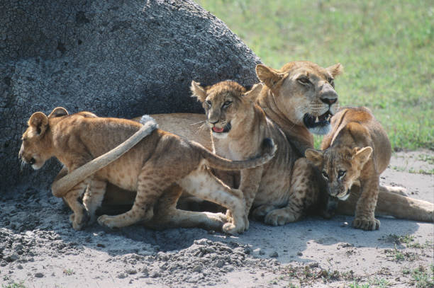 A lioness and her cubs in Queen Elizabeth NP, Uganda