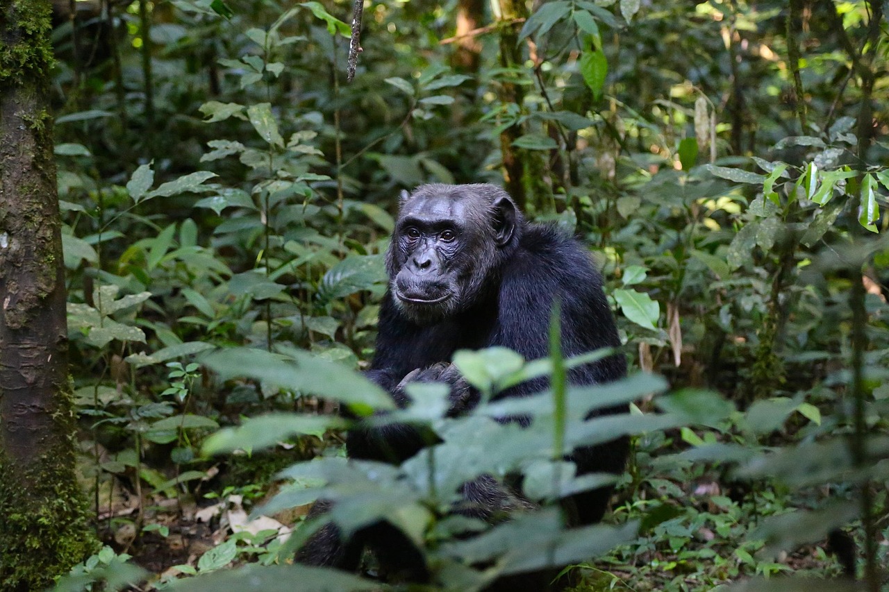 A lonely chimpanzee in Kibale