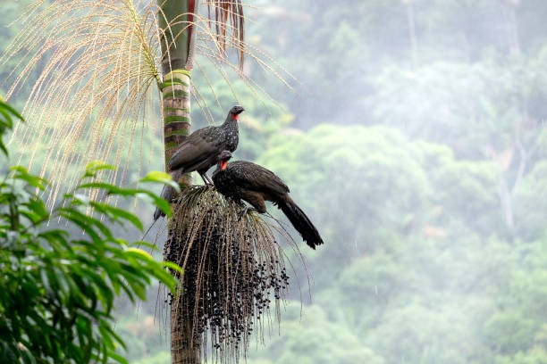 Birds-in-the-Rwenzoris.