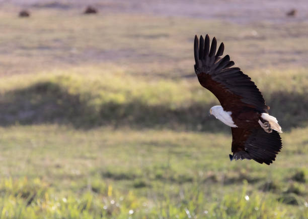 Birdwatching in Kilimanjaro