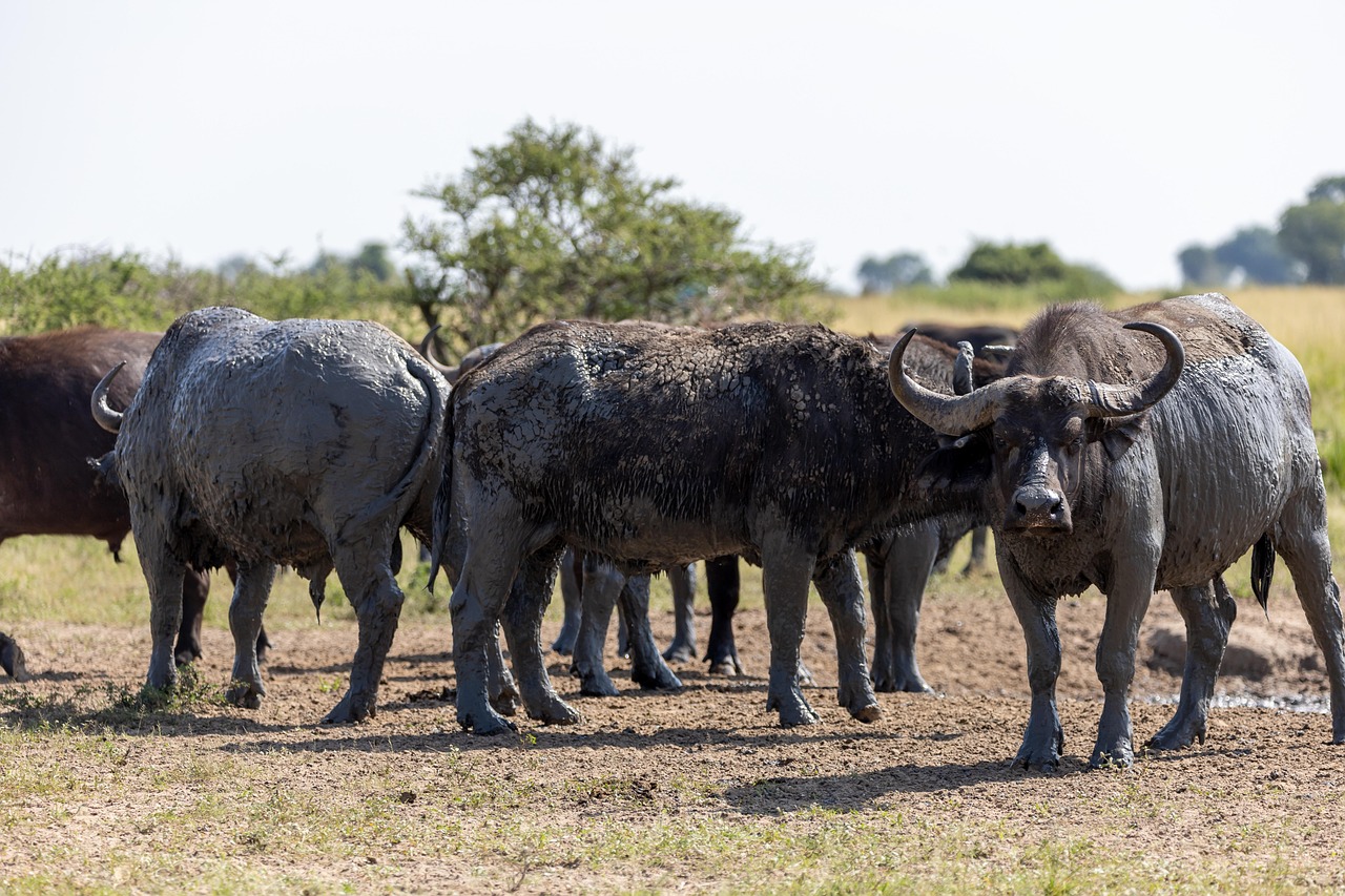 Buffalo herds in Uganda