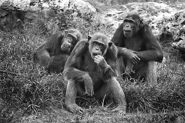 Chimpanzee family in Uganda