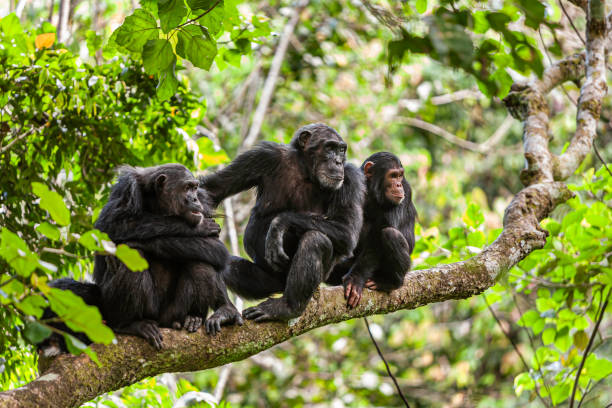 Chimpanzees resting on a tree in Kibale Forest