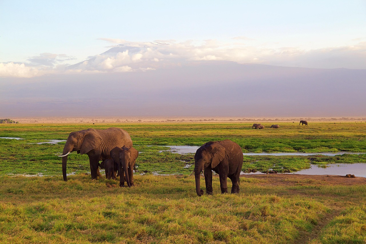 Elephants with mount Kilimanjaro in the background