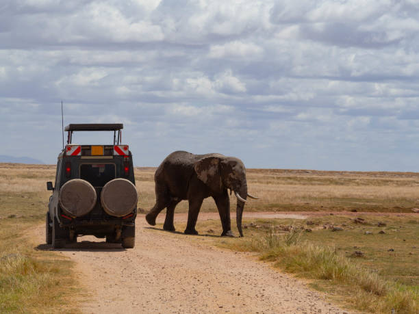Game drives in Kilimanjaro