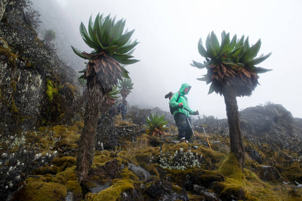 Rwenzori mountains trekking in the wet season