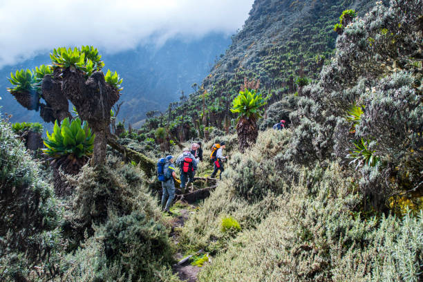 Rwenzori trekking tours in Uganda