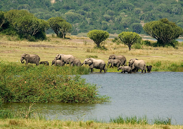 A family group of African Elephants have been down to the water to drink at mid-day and are now leaving to find more food. Photographed in the Queen Elizabeth National Park in Uganda.