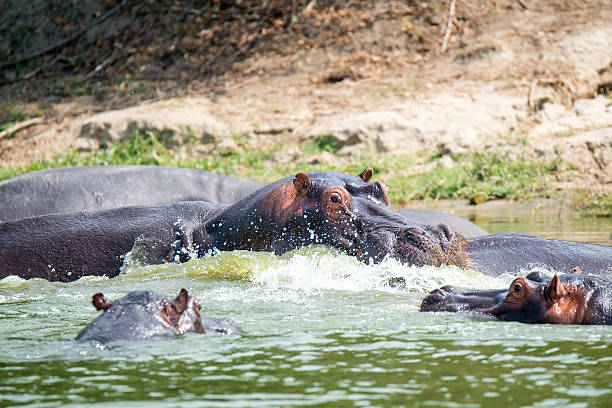 See hippos in Uganda