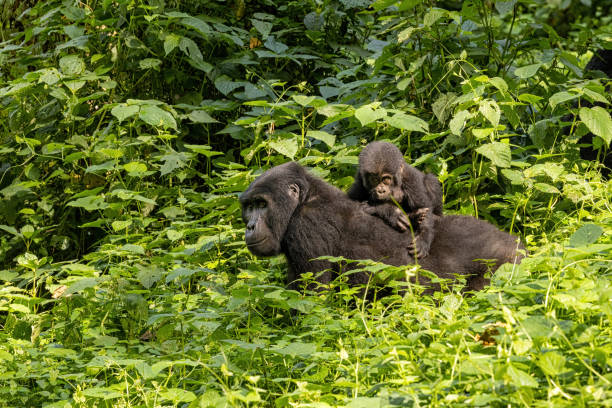 Spot gorillas in Uganda