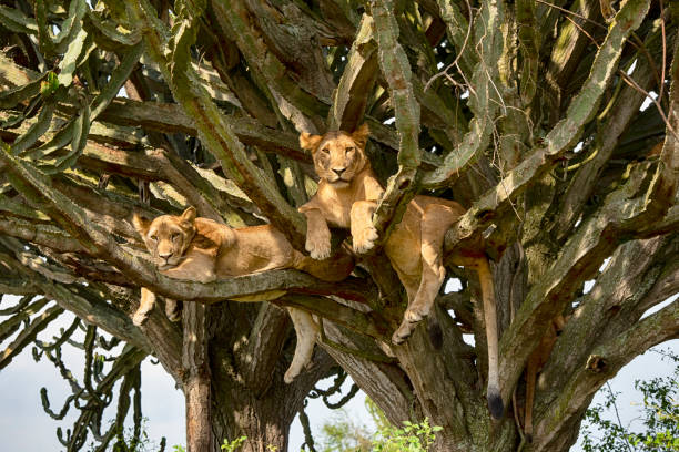 Tree climbing lions in Queen Elizabeth