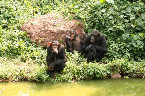 And adult and two young Chimpanzees