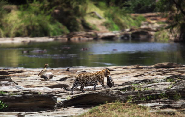 A leopard spotted in Masai Mara
