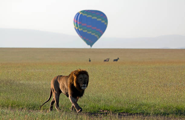 Large male lion on the move through the savannah with hot air balloon backdrop in Masai Mara, Kenya