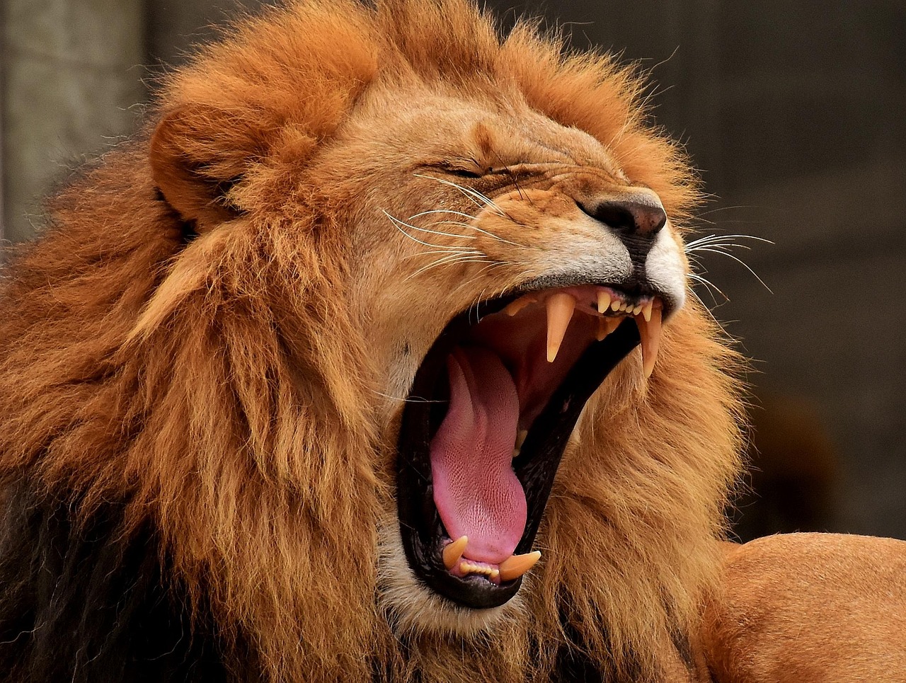 African lion in Kenya