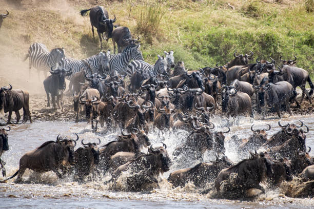 On safari In Tanzania watching the Great Migration in Africa