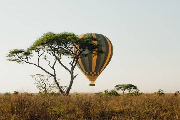 Scenic view of the big air balloon flying above the tree area in Masai Mara during sunrise