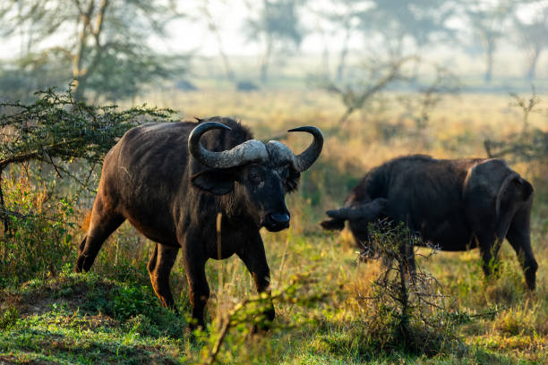 Buffaloes in plains photographed during a big 5 safari Kenya