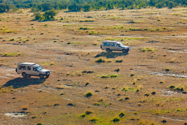 It is early morning on the Masai Mara National reserve in Kenya East Africa. Sports Utility Vehicles used for Safaris are on the move to pick-up some tourists.