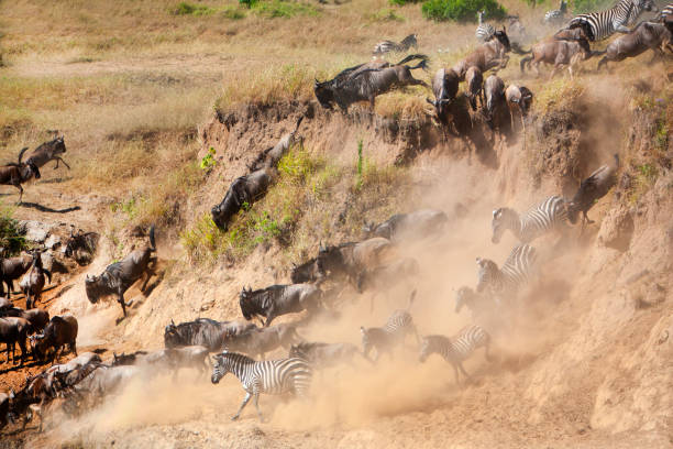 Great-migration-animals-heading-to-the-river
