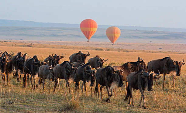 Classic Kenya safari landscape with wildebeest herd foreground and Masai Mara hot air balloon backdrop