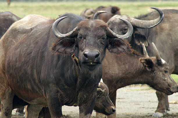 Name: African buffalo, Cape buffalo