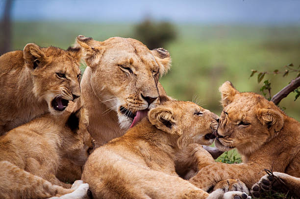 Four lion cubs grooming with their mother - Masai Mara, Kenya