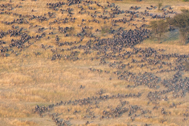 from above- A very big group of wildebeest in the savannah during the great migration taken from above with a hot air balloon Vertical view - Serengeti - Tanzania