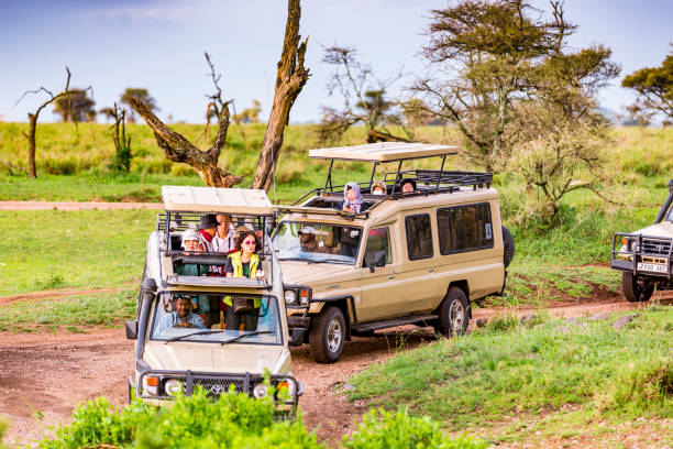 Appearance from Serengeti National Park with safari vehicles. Tourists at Safari at Serengeti forest and bushes with 4X4 Vehicles. They are watching wildlife.
