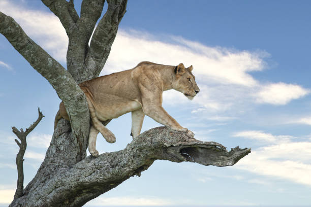 A lioness sitting high in a tree and is watching for game. Shot in wildlife in the Masai Mara, Kenya.