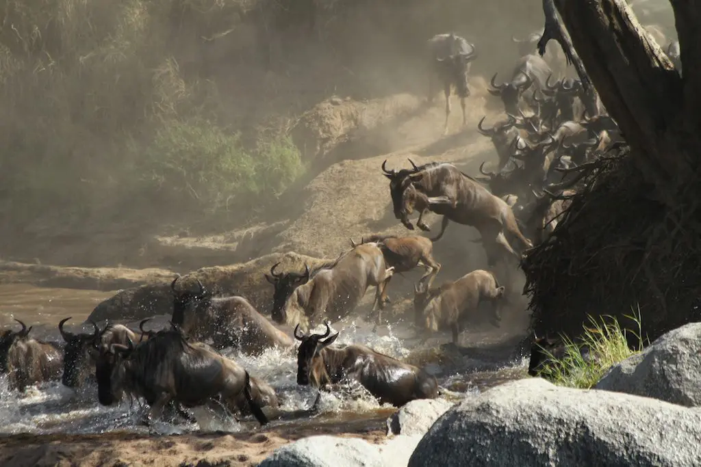Wildebeests river crossings