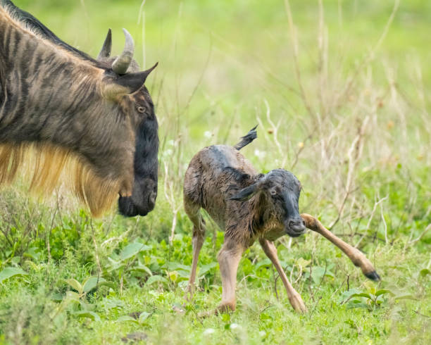 Wildebeest (Connochaetes taurinus) and newborn calf. Ndutu region of Ngorongoro Conservation Area, Tanzania, Africa