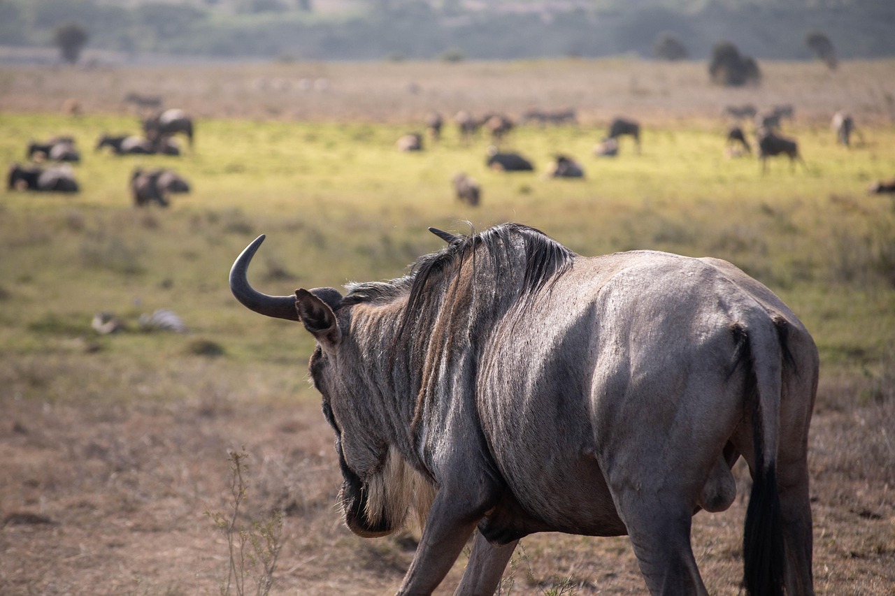 wildebeests herds in Tanzania