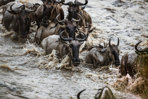Great wildebeest migration in Masai Mara.