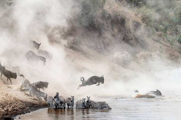 Dramatic photo herds of zebra and wildebeest leaping into the Mara River in Kenya, during the great migration season in Africa
