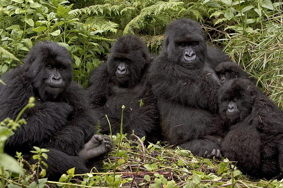 Gorilla Families In Rwanda at Volcanoes National Park